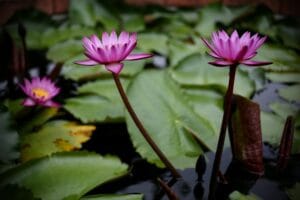 Bangkok's Green Lung